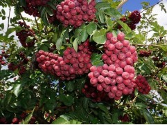 Рябина "Гранатная" (Контейнер 7,0л.)