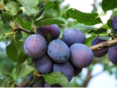 Слива "Мечта" (Контейнер 5,0л)