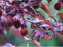 Слива пурпурная "Цистена" (Контейнер 5,0л.)