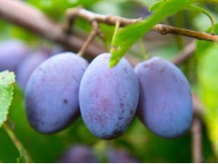 Слива "Ника" (Контейнер 5,0л)