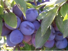 Слива "Зареченская ранняя" (Контейнер 7,0л.)