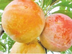 Слива "Байрон Голд" (Контейнер 7,0л.)