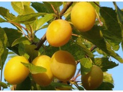 Слива "Ренклод колхозный" (Контейнер 7,0л.)