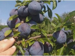 Слива  "Бербанк гигант" (Контейнер 7,0л.)