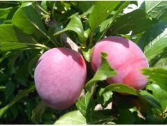 Слива колоновидная "Блю Свит" (Контейнер 7,0л.)