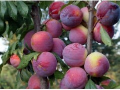 Слива колоновидная "Империал" (Контейнер 7,0л.)