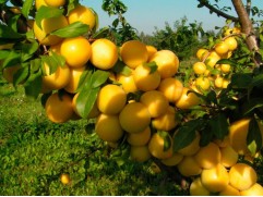 Слива колоновидная "Мирабель" (Контейнер 7,0л.)