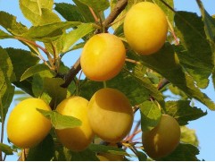 Слива "Ренклод колхозный" (Контейнер 5,0л.)