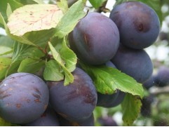 Слива "Ренклод советский" (Контейнер 7,0л.)