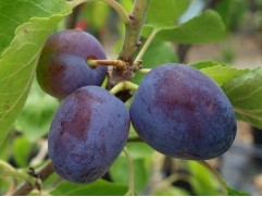 Слива "Ренклод Харитоновой" (Контейнер 5,0л)