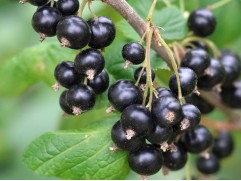 Смородина черная "Зеленая дымка" (Контейнер 2,0л.)