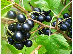 Смородина черная "Ядреная" (Контейнер 2,0л.)