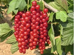 Смородина красная "Ролан" (Контейнер 3,0л.)