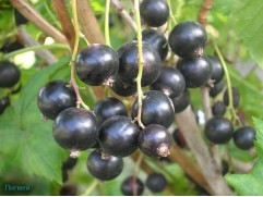 Смородина черная "Пигмей" (Контейнер 3,0л.)