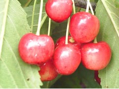 Черешня "Брянская розовая" (антипка) (Контейнер 7,0л.)