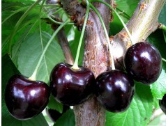 Черешня "Ипуть" (Контейнер 7,0л.)