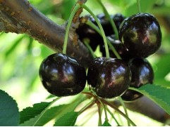 Черешня "Ленинградская черная" (Контейнер 7,0л)