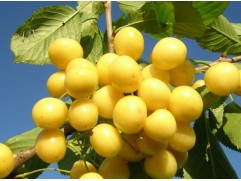 Черешня "Приусадебная" (Контейнер 7,0л.)