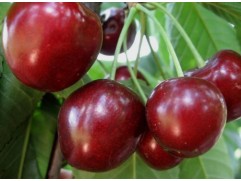 Черешня "Саммит" (Контейнер 7,0л.)