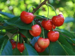 Черешня "Юлия" (Контейнер 7,0л.)