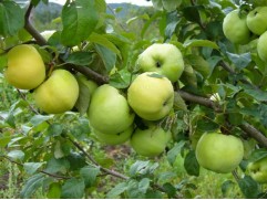 Яблоня "Антоновка" (54-118) (Контейнер 5,0л.)