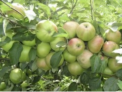 Яблоня "Вербное" (54-118) (Контейнер 7,0л.)