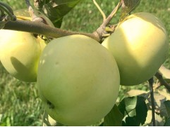 Яблоня "Дочь Папировки" (54-118) (Контейнер 7,0л.)