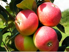 Яблоня "Елена" (54-118) (Контейнер 5,0л.)