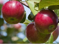 Яблоня "Заславское" (54-118) (Контейнер 7,0л.)