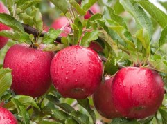 Яблоня "Имант" (54-118) (Контейнер 5,0л.)