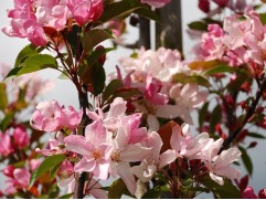 Яблоня декоративная "Red Obelisk" (Контейнер 4,0л.)