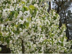 Яблоня декоративная "Street Parade" (Контейнер 5,0л.)