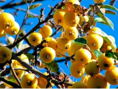 Яблоня декоративная "Китайка Золотая Ранняя" (Контейнер 7,0л.) Яблоня декоративная "Китайка Золотая Ранняя" (Контейнер 7,0л.)