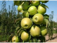 Яблоня колоновидная "Янтарное ожерелье" 54-118 (Контейнер 5,0л.)