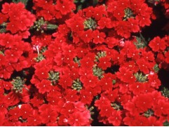 Калибрахоа "Vibe Red" (Декоративное кашпо 5,0л)