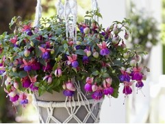 Фуксия ампельная "Bella faya" (Декоративное кашпо 5,0л)