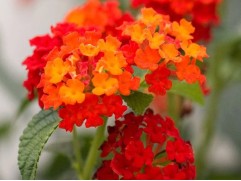 Лантана "Trinidad Orange" (Декоративное кашпо 5,0л)