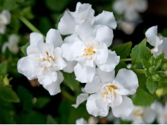 Бакопа "Double Snowball White" (Декоративное кашпо 5,0л)