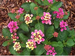 Лантана "Trinidad Rose" (Декоративное кашпо 5,0л)