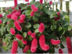 Акалифа "Firetail" (Декоративное кашпо 5,0л)