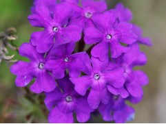 Калибрахоа "Vibe Purple" (Кашпо 5,0л)