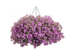 Бакопа "Gulliver Comp. Rose" (Декоративное кашпо 5,0л.)