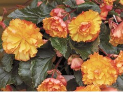 Бегония клуб. ампельная "Illumination Golden Picotee" (Декоративное кашпо 5,0л.)