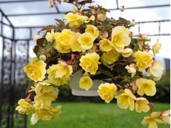 Бегония клуб. ампельная "Illumination Lemon" (Декоративное кашпо 5,0л.)