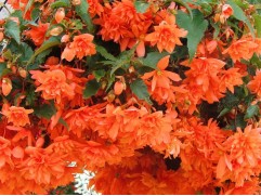 Бегония клуб. ампельная "Illumination Orange" (Декоративное кашпо 5,0л.)