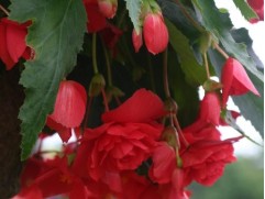 Бегония клуб. ампельная "Illumination Rose" (Декоративное кашпо 5,0л.)