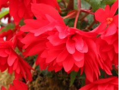 Бегония клуб. ампельная "Illumination Scarlet" (Декоративное кашпо 5,0л.)