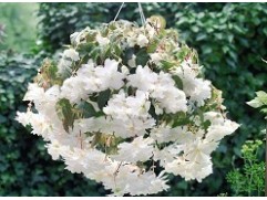 Бегония клуб. ампельная "Illumination White" (Декоративное кашпо 5,0л.)