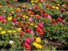 Портулак "Sundial Mix" (Контейнер 0,3л)