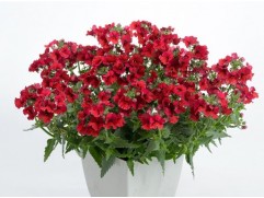 Немезия "Nesia Burgundy" (Декоративное кашпо 5,0л.)